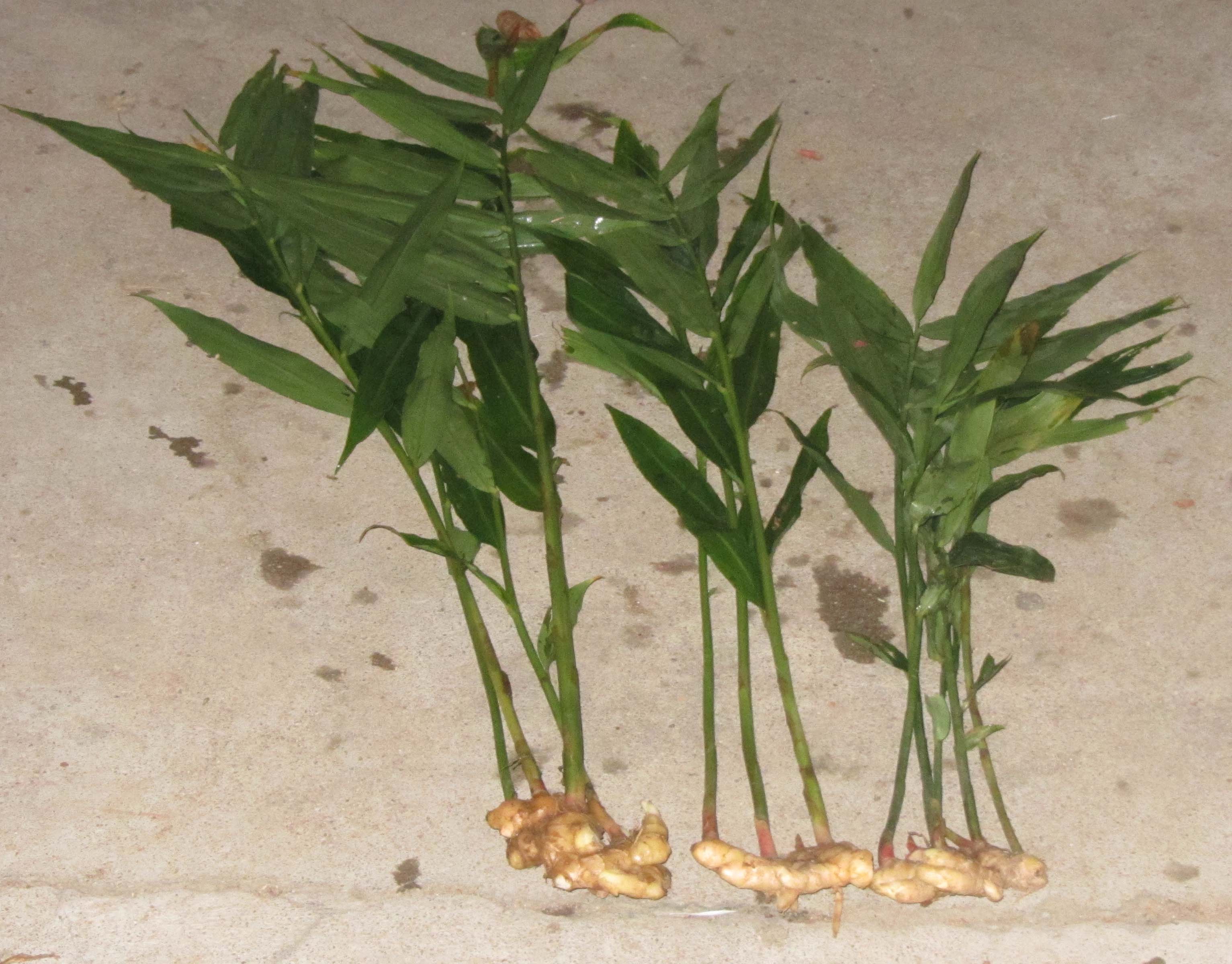 Fresh ginger root (Zingiber officinale)