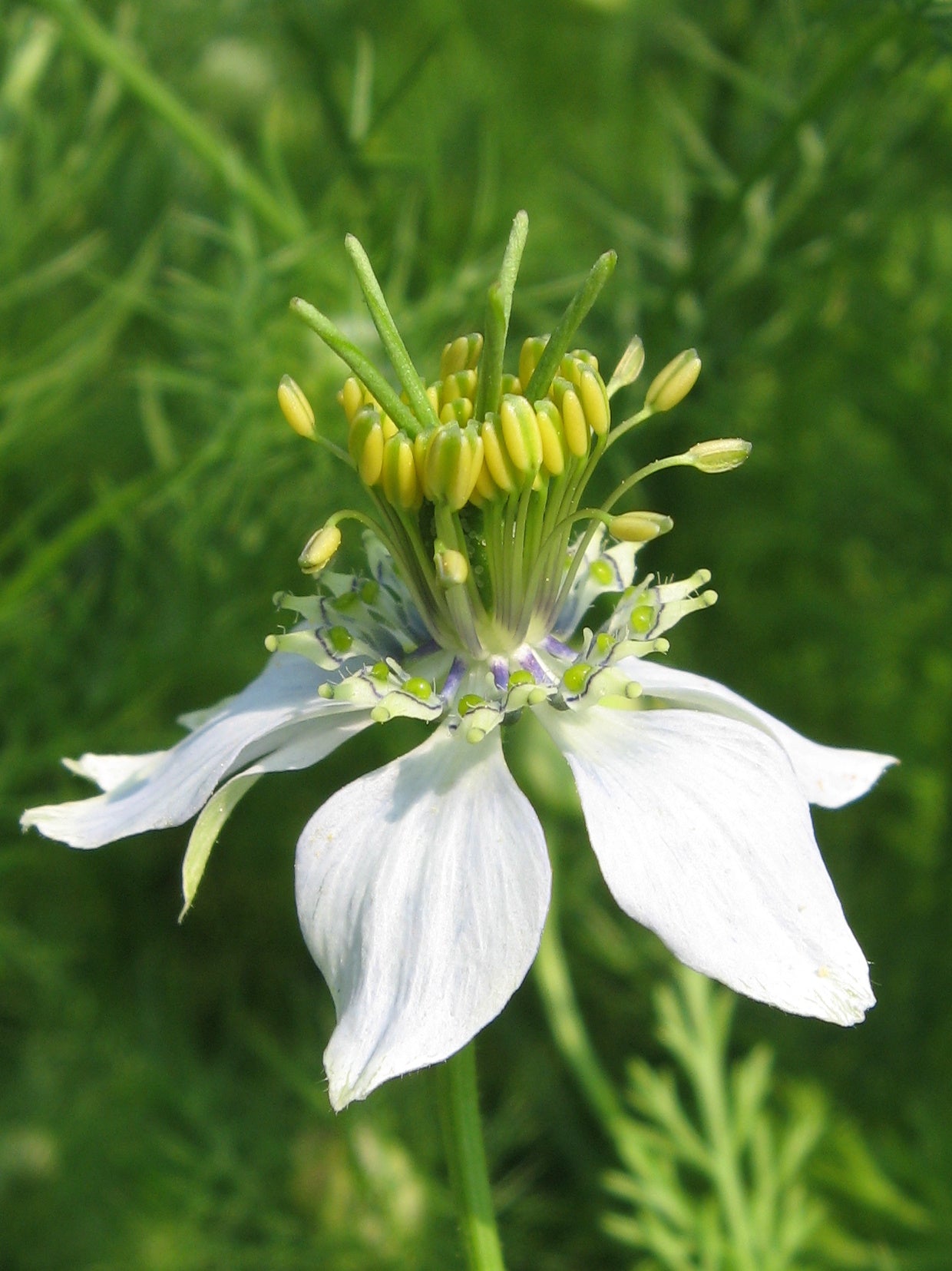 Nigella sativa (Kalonji / black seed) flower