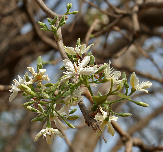 Wrightia tinctoria tree in bloom