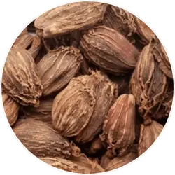 Alomum Subulatum