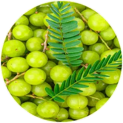 Emblica Officinalis
