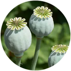 Papaver Somniferum