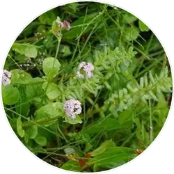 Valeriana Wallichi