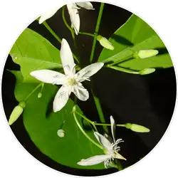 Wrightia Tinctoria
