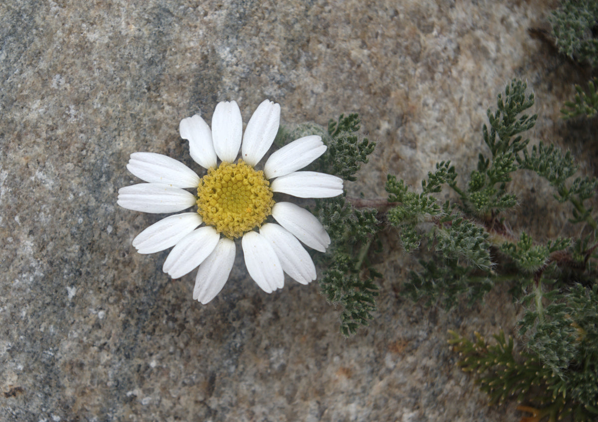 Anacyclus pyrethrum (Akarkara / Pellitory) flower