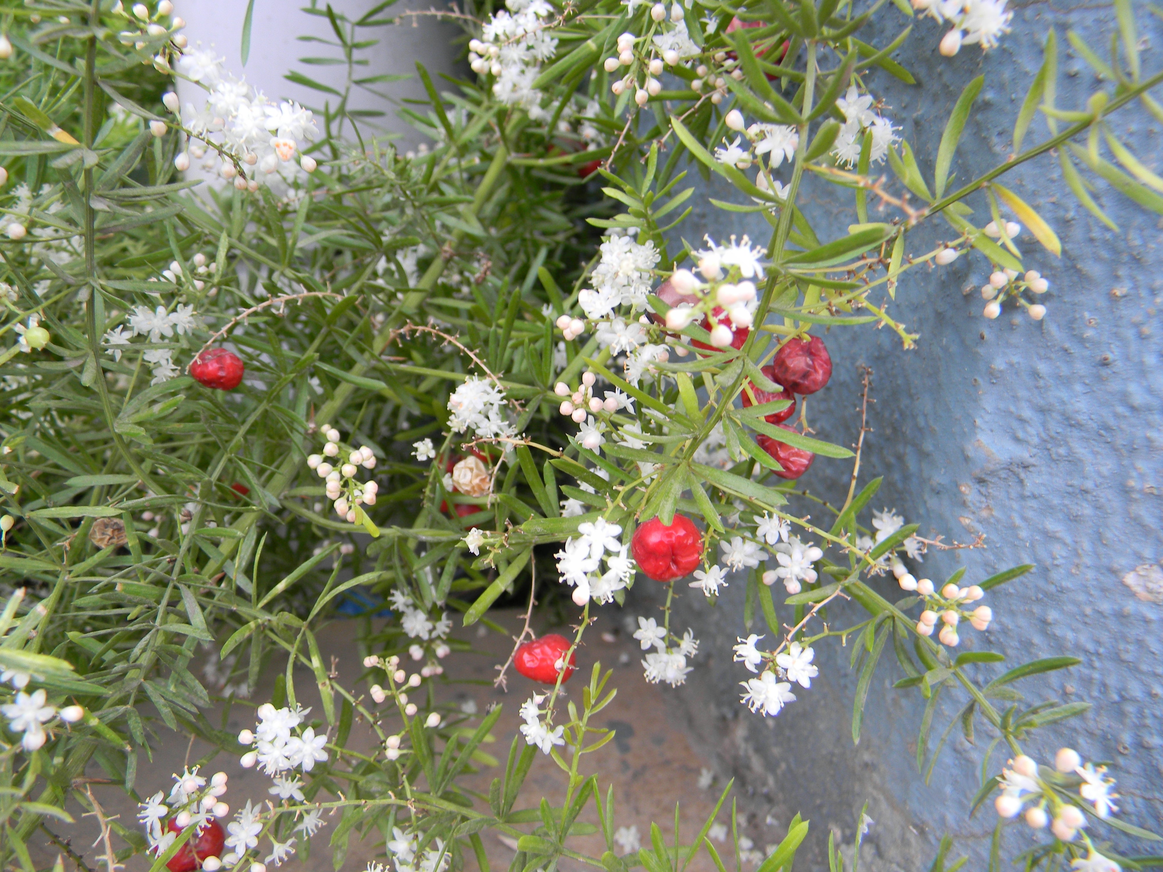 Asparagus racemosus (Shatavari) plant
