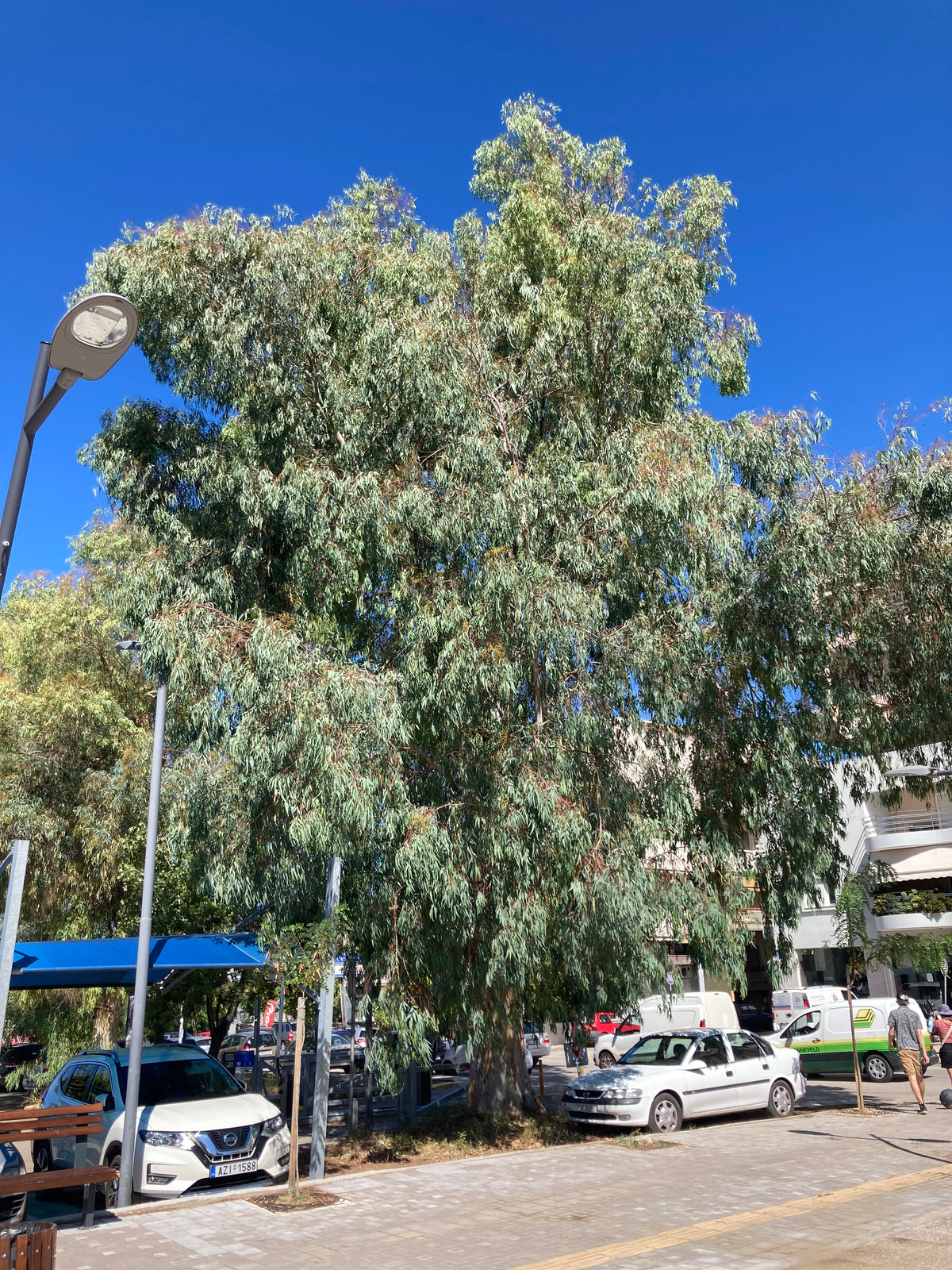 Eucalyptus tree, source of eucalyptus essential oil used in aromatherapy