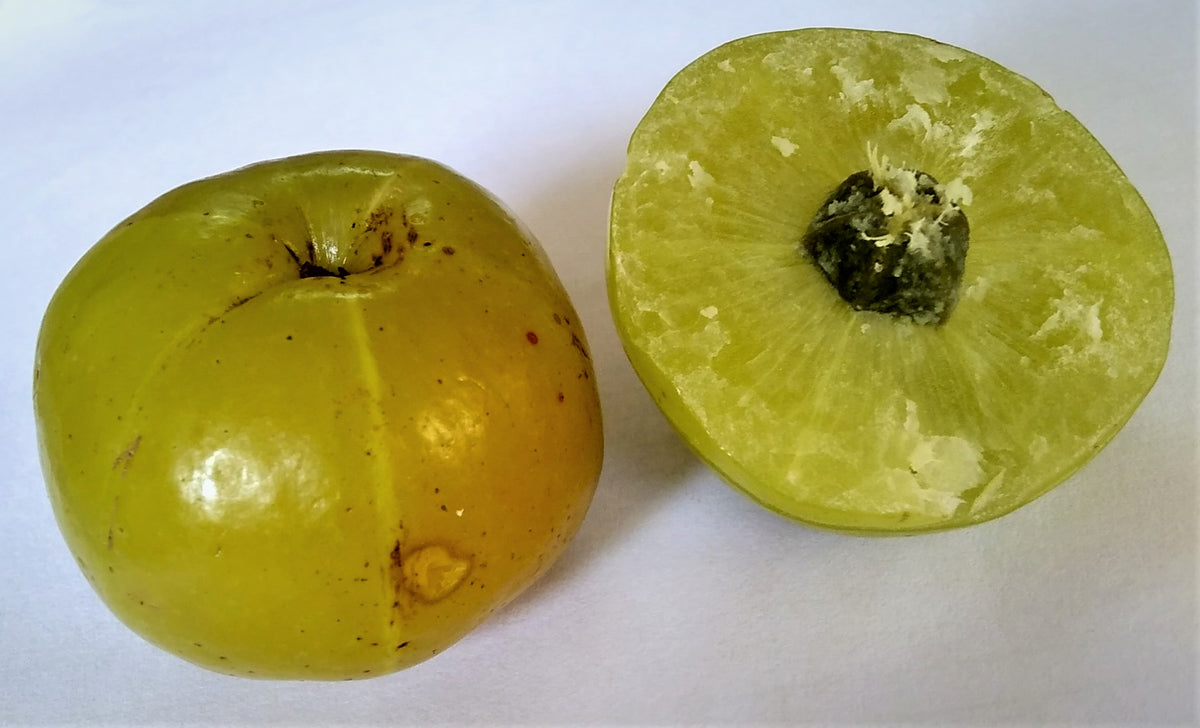 Amla (Indian gooseberry) fruit, whole and cross-section