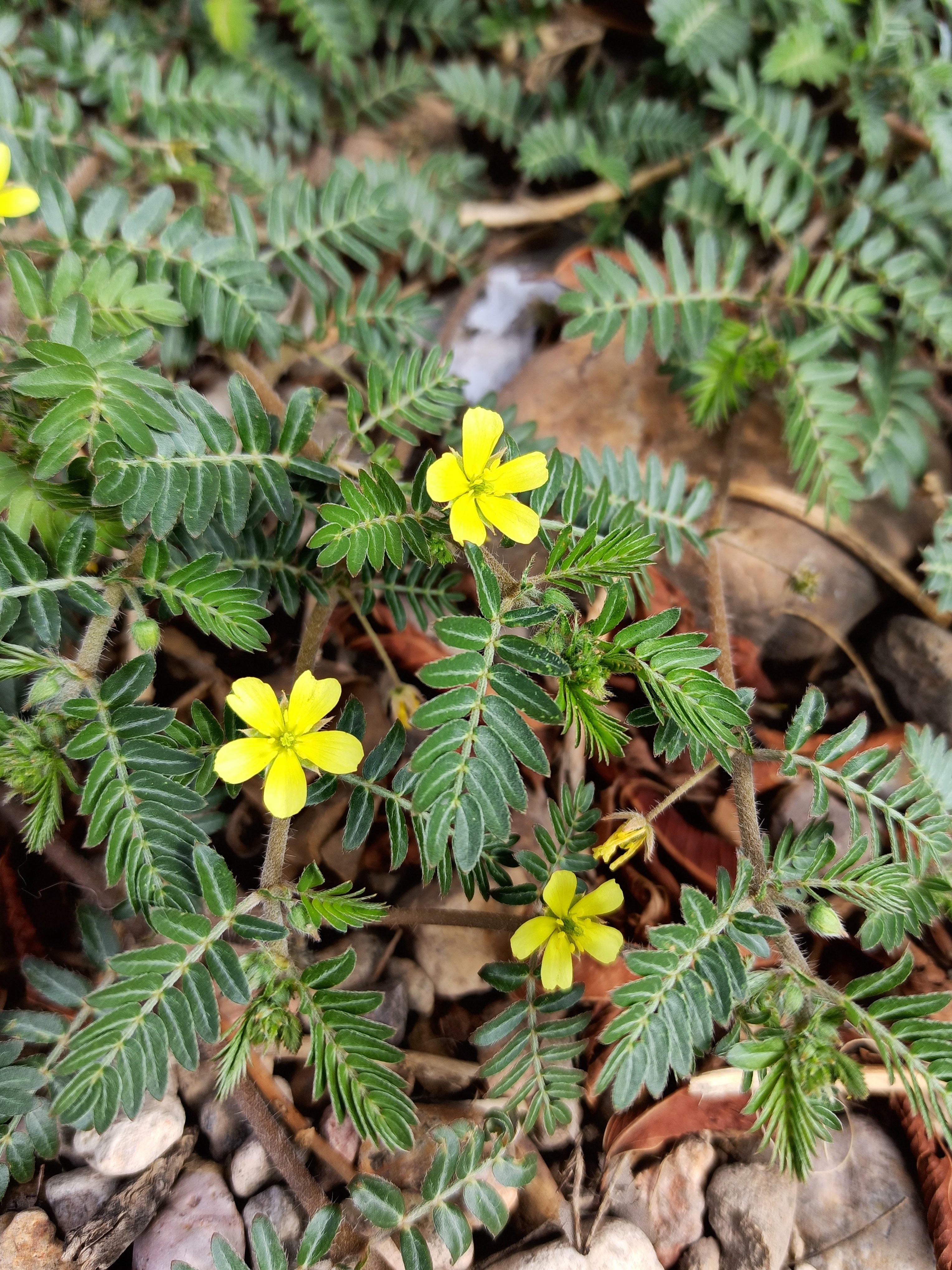 Tribulus terrestris plant in bloom