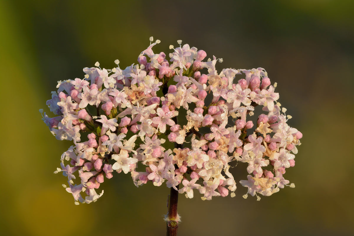 Valerian officinalis in bloom