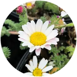 Anacyclus Pyrethrum