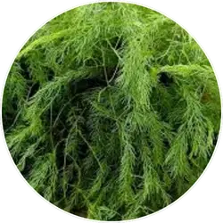 Asparagus Racemosus