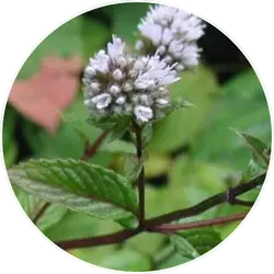 Mentha Piperata