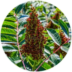 Rhus Anacardiaceae
