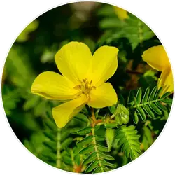 Tribulus Terrestris