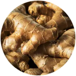 Zingiber Officinale