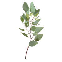 Eucalyptus leaves