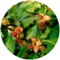 withaia somnifera